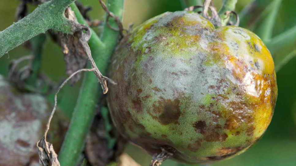 Эффективная защита томатов: 4 народных метода против фитофторы