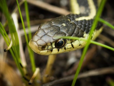Как защитить дачу от змей: простые советы
