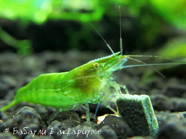 Удивительные креветки бабаулти: секреты ухода и их яркие цветовые морфы