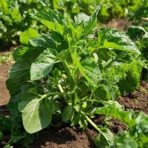 ��� �������� �������: ����������� � ����������� �������� ��� �������