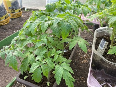 ������ ������� ������� �� ������ � ���������������� ������� � ������