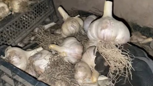 ��� �������� �������� �������� ��������� ������� ������ � �������