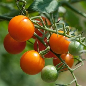 ������ ��� ���������: ���� ��� ���?