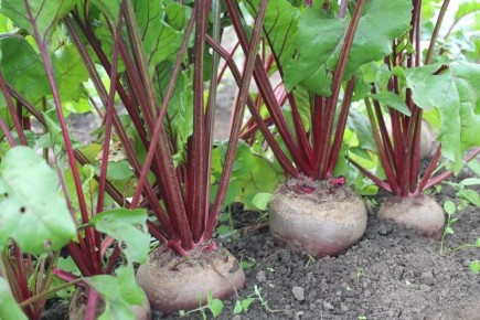 ���������� ������ ��� ������: ������� ���������� ������ ����� ��� ������� �����