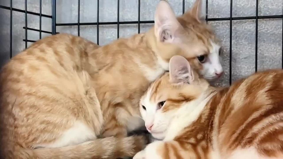 �� ������������ �������� ��������-������� ��������� ��������