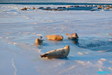 ������ ����, �����������!. ������� �����������, 8 �������