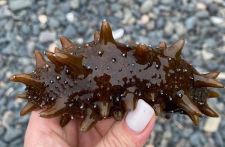 ������������ ����������� ������� �� ������ ������� ���������� ��������� � �������� ��� ��������� �����������