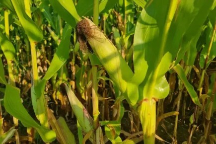 ��� ������ �������� ���������: �������� ������, ������ � ������� ���� ��� ������ � ���������