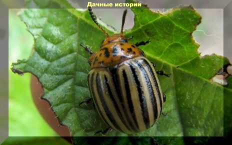 ����������� ������ � ����������� �����: ����������� �������