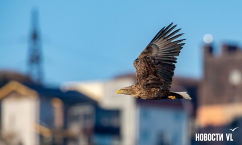 ������ ����, �����������. ���� ���������� ����������