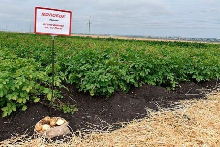 ��������� �������: ������������, ����������� � ������� ��������� �����������