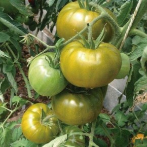 ����� ������: ������������ �������� � ������ ������� � ���������� ������