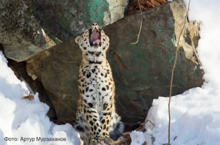 ������ ����, ��������!. ������� � ���� ������� ���������� ����������� ����������� -12�-17 �C, ��������-������� -19�-24 �C. ������������ -1�-8 �C. �� ������������ ��� �������