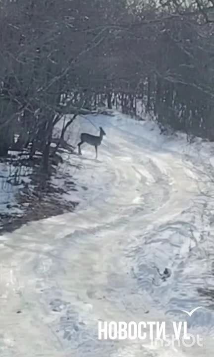 А вы встречали на Русском косуль? Один наш читатель повстречал парочку