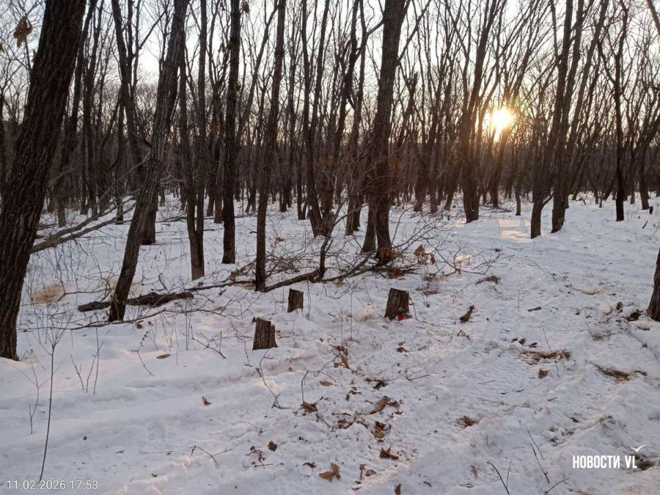 В Тавричанке за два года неизвестные напилили около 100 деревьев