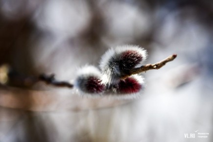 Доброе утро! В субботу, 14 февраля, во Владивостоке переменная облачность, преимущественно без осадков