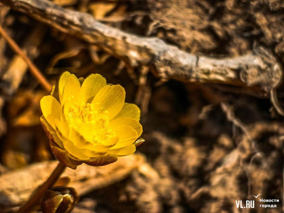 ������ ����, �����������!. ������� �����������, 15 �������