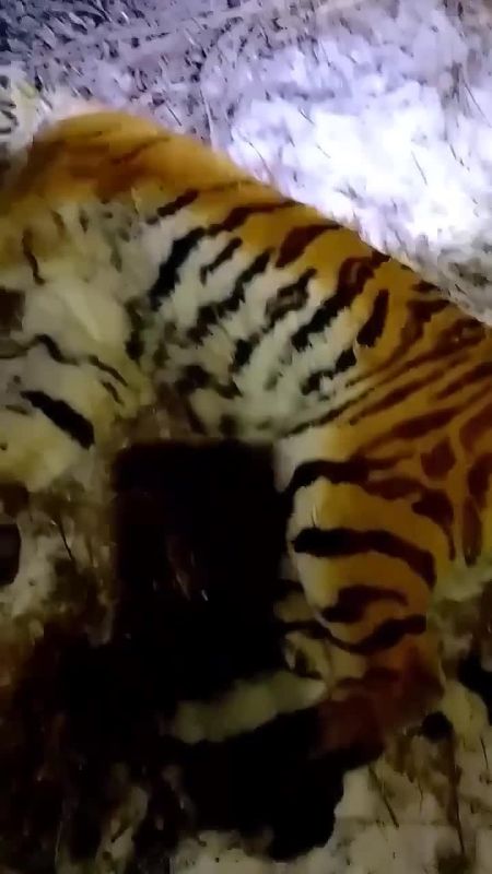 � �������� �������� ������� �������� ����