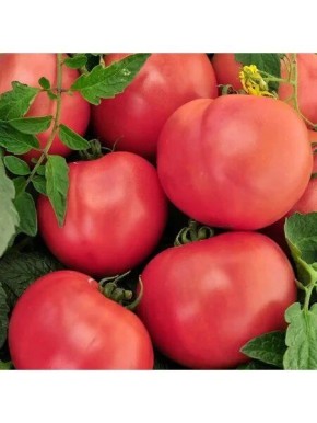 Томат Бифселлер розовый: выбор для гурманов и овощеводов