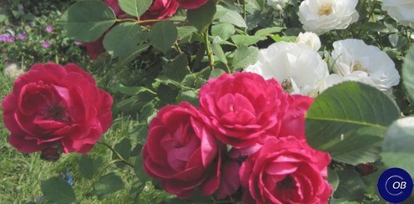 Как обильное цветение роз радует наших дачников в этом сезоне