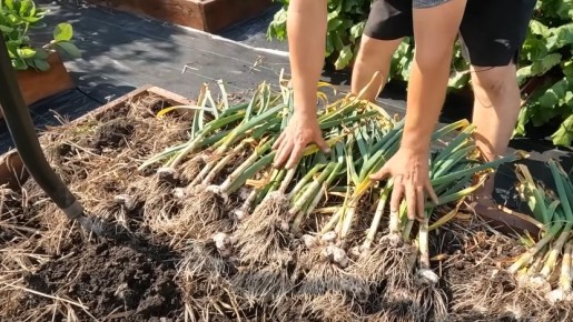 Умный подход к уборке чеснока: секреты хранения с минимальными потерями