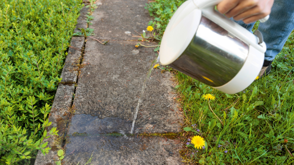 Как метод Менделеева помогает избавиться от сорняков без стресса и усталости