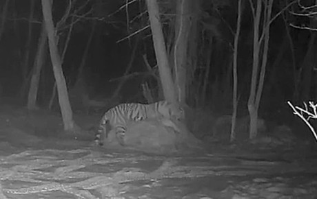 Собака Тигр на сене. Неуклюжий хищник попал на камеру в Анучинском округе