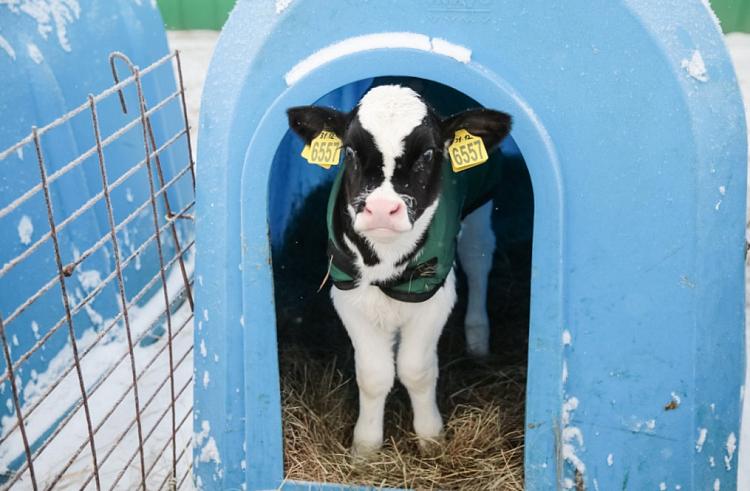 Сельскохозяйственные предприятия Приморского края активно обновляют свои стада крупного рогатого скота благодаря помощи со стороны государства