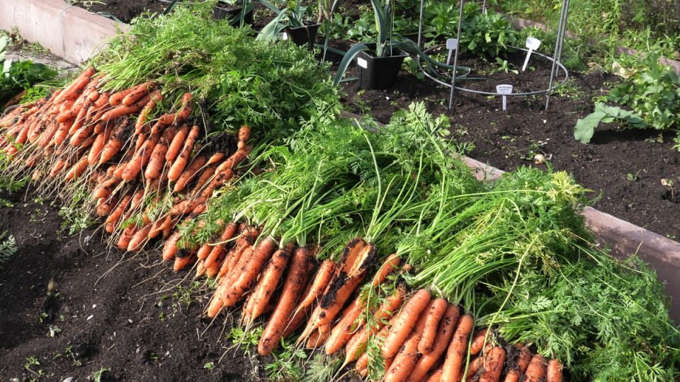 ������ � ����: ����� � ��������� ����� ��� ������-��������