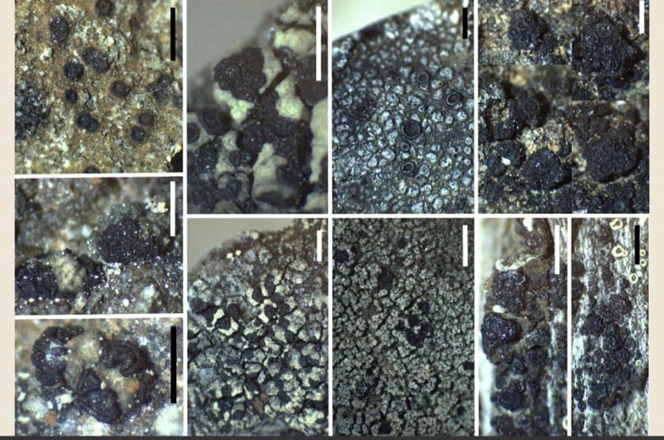 На Шпицбергене ученые нашли нехарактерные для Арктики лишайники