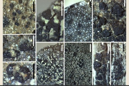 �� ����������� ������ ����� ������������� ��� ������� ���������