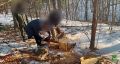 В Приморском крае возбуждено уголовное дело по факту незаконной рубки леса