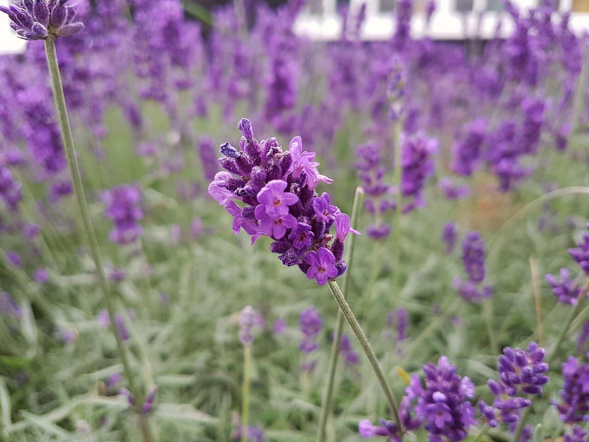 Почему сбор лаванды в 9 утра становится настоящим искусством
