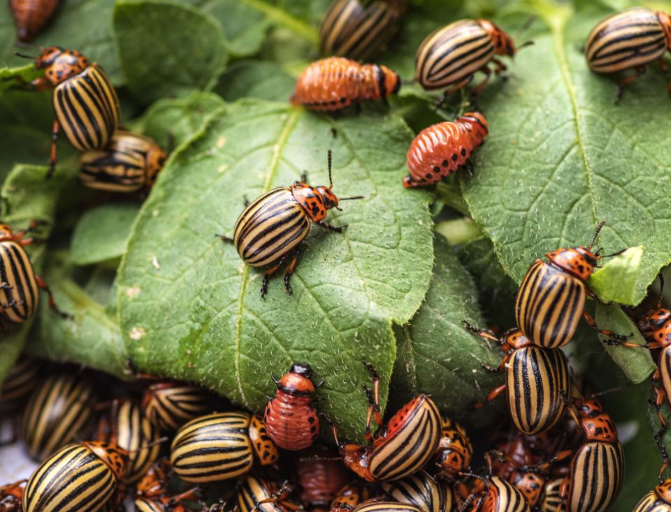 ����������� ������� ������ � ������������ ������ �� ���������: ����������� ������ �� ������� ��������