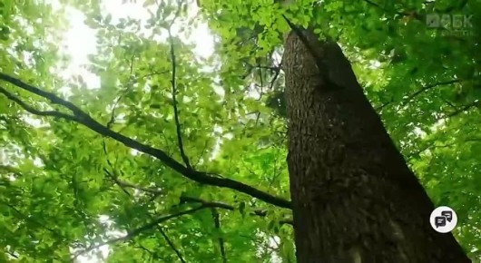 � �������� ����������� �������������� ���������� ���������