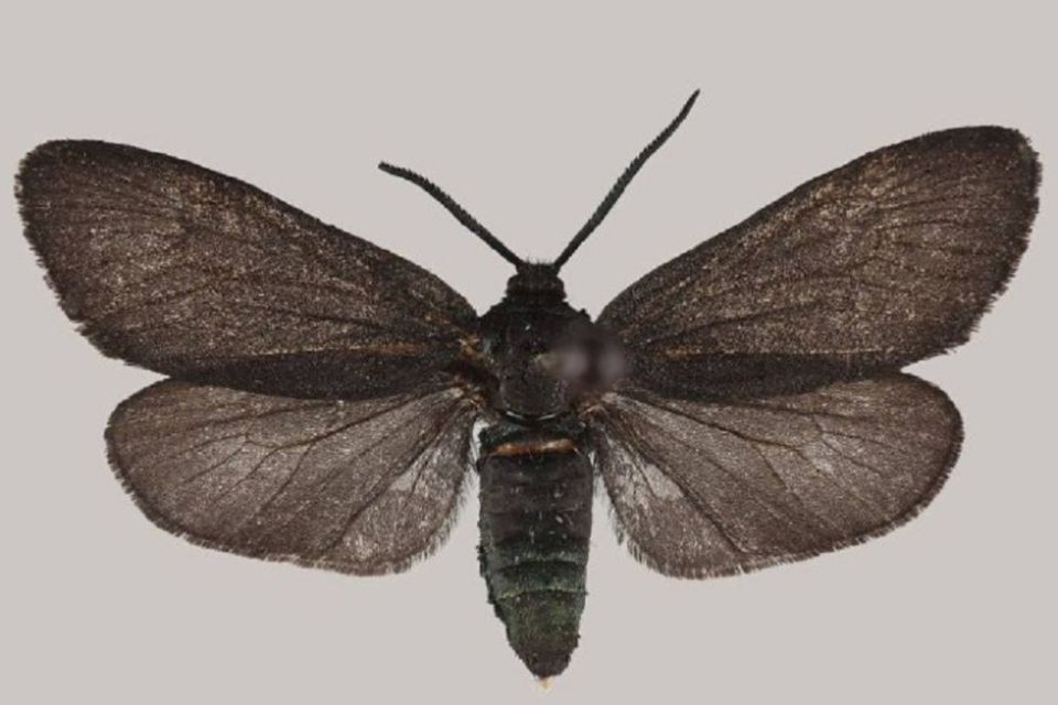 1 В Приморье обнаружили два новых для России вида бабочек