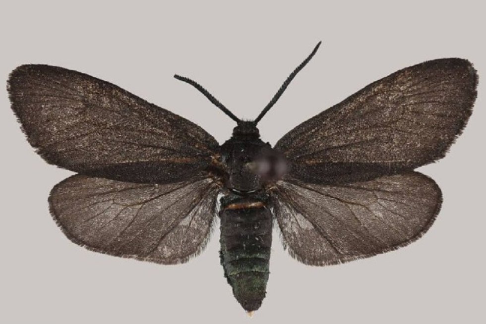 1 В Приморье обнаружили два новых для России вида бабочек