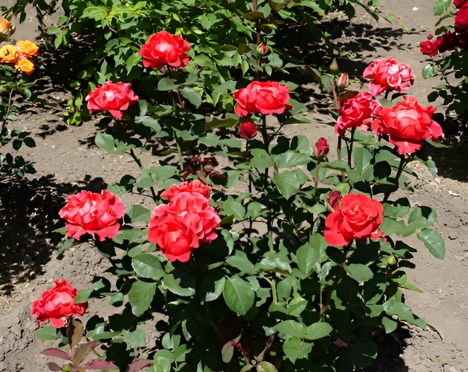 Как ухаживать за розами: секреты естественного удобрения и защиты от вредителей