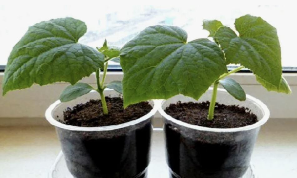 Как успешно вырастить рассаду огурцов: советы и рекомендации