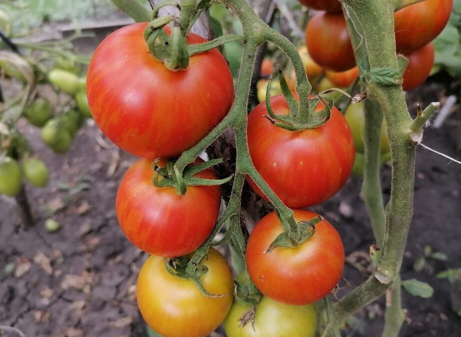 ������ ��� ������ � ����������� � ���������: ��� ��������� ������ ������