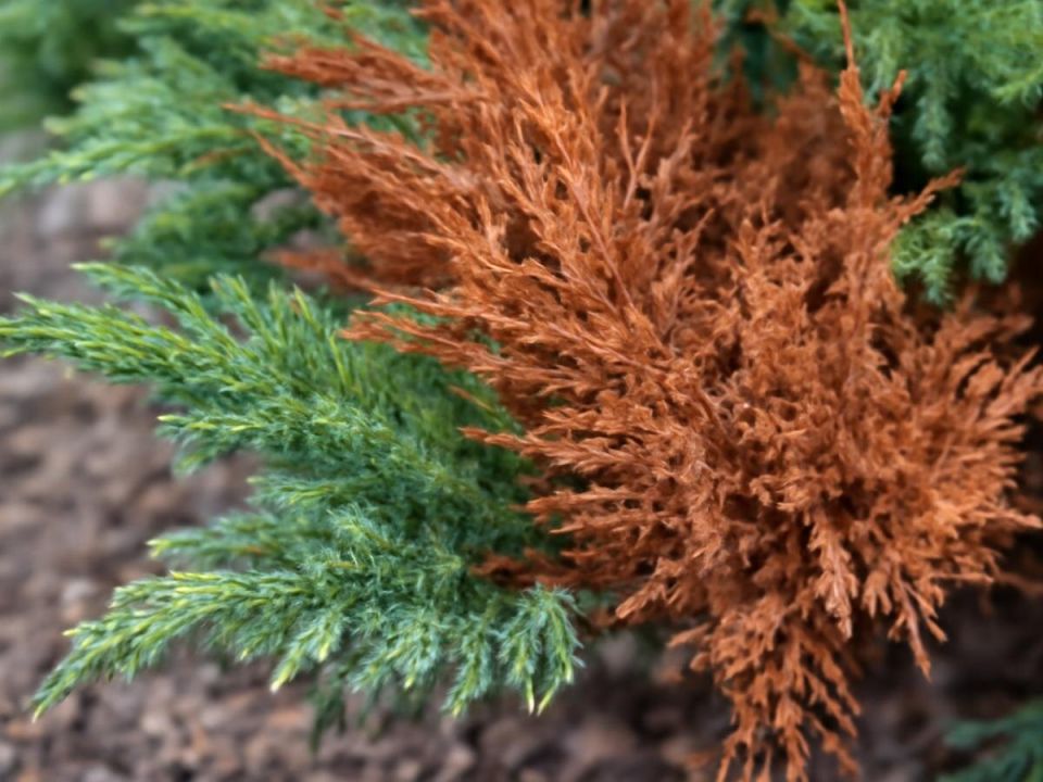 ����������� ������ � ��������� ������: ������ � ������ ��������