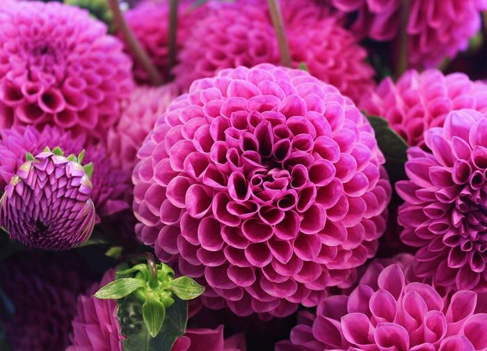 Как сделать георгины звёздами вашего сада: три секрета продолжительного цветения