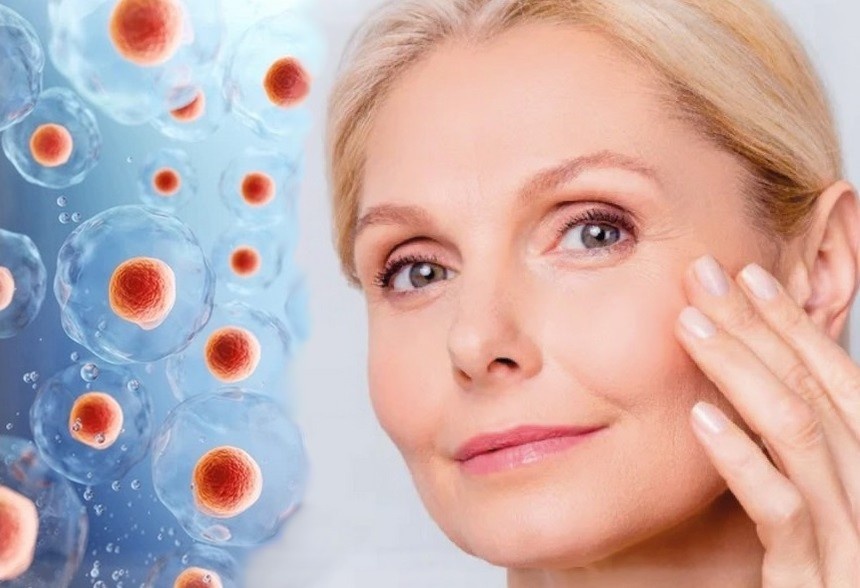 Как вернуть молодость стволовым клеткам: три простых метода