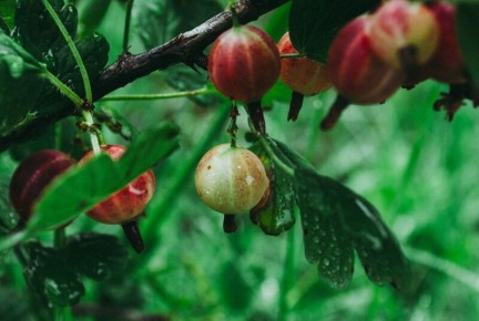 Секреты успешной зимовки ягодных кустарников