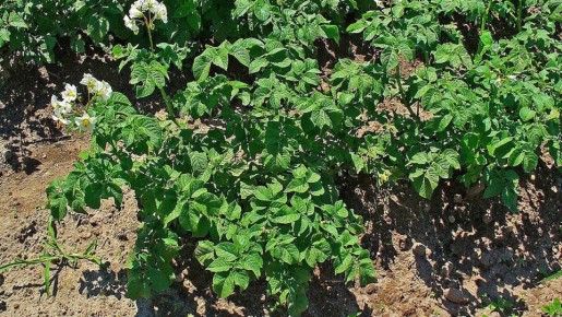 Картошка на одном месте: стоит ли рисковать урожаем?