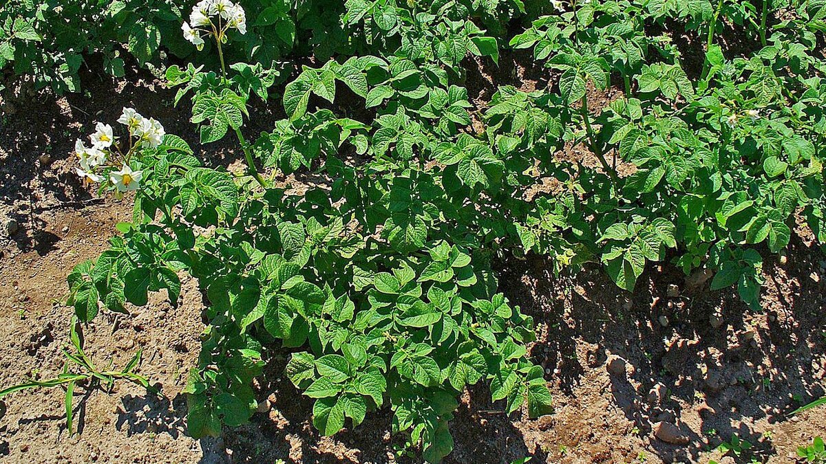 Картошка на одном месте: стоит ли рисковать урожаем?