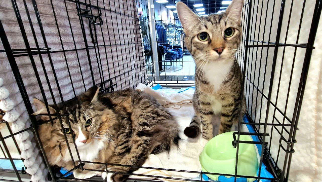 38 животных нашли свой дом! 38 животных нашли свой дом!