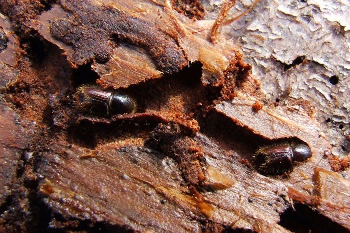 Короеды и хвоееды: Вредители на страже своих предпочтений