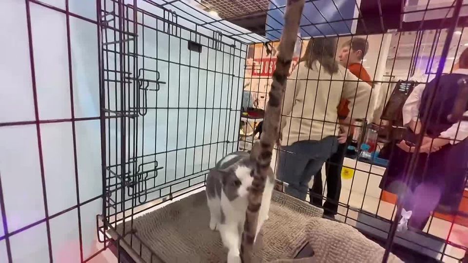 ПРИХОДИТЕ ЗНАКОМИТЬСЯ. Прямо сейчас во Владивостоке проходит выставка-раздача котов и собак, которые ищут свой дом