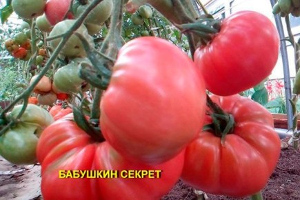 ����� �������� ������: ��� � ��� ��������� ������� �����